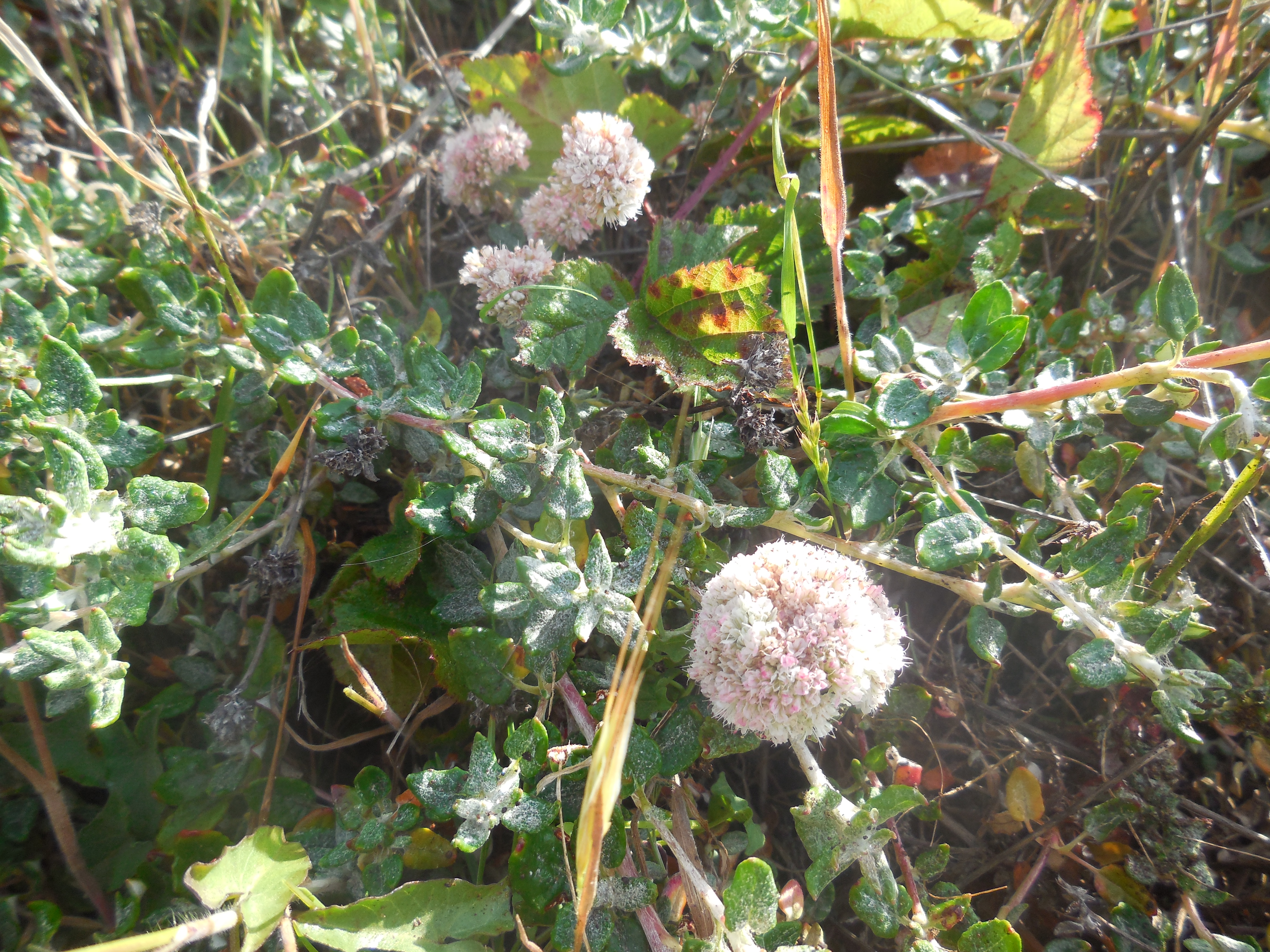 sea cliff buckwheat (Eriogonum parvifolium)